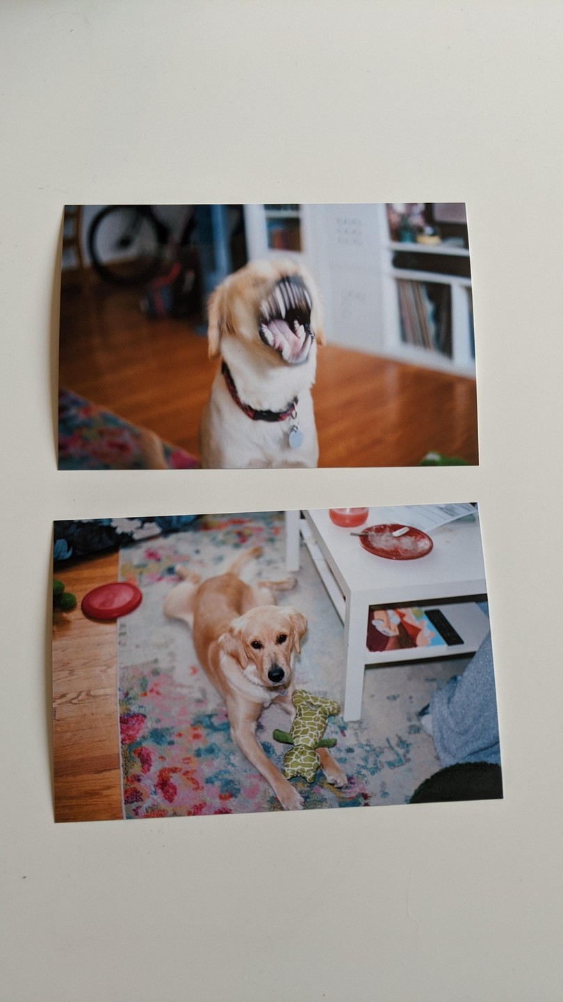 Two photos of a golden retriever are displayed, one showing the dog yawning and the other showing it lying on a rug with a toy.