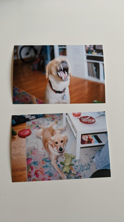 Two photos of a golden retriever are displayed, one showing the dog yawning and the other showing it lying on a rug with a toy.