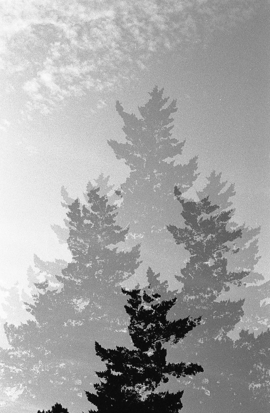 A triple exposure shows several pine trees against a cloudy sky.