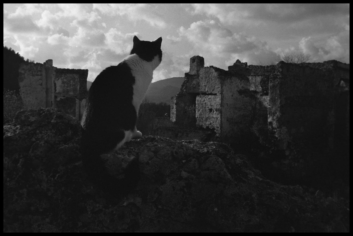 A black and white cat sits on a rocky outcrop, looking out over the ruins of an abandoned village with mountains in the distance.
