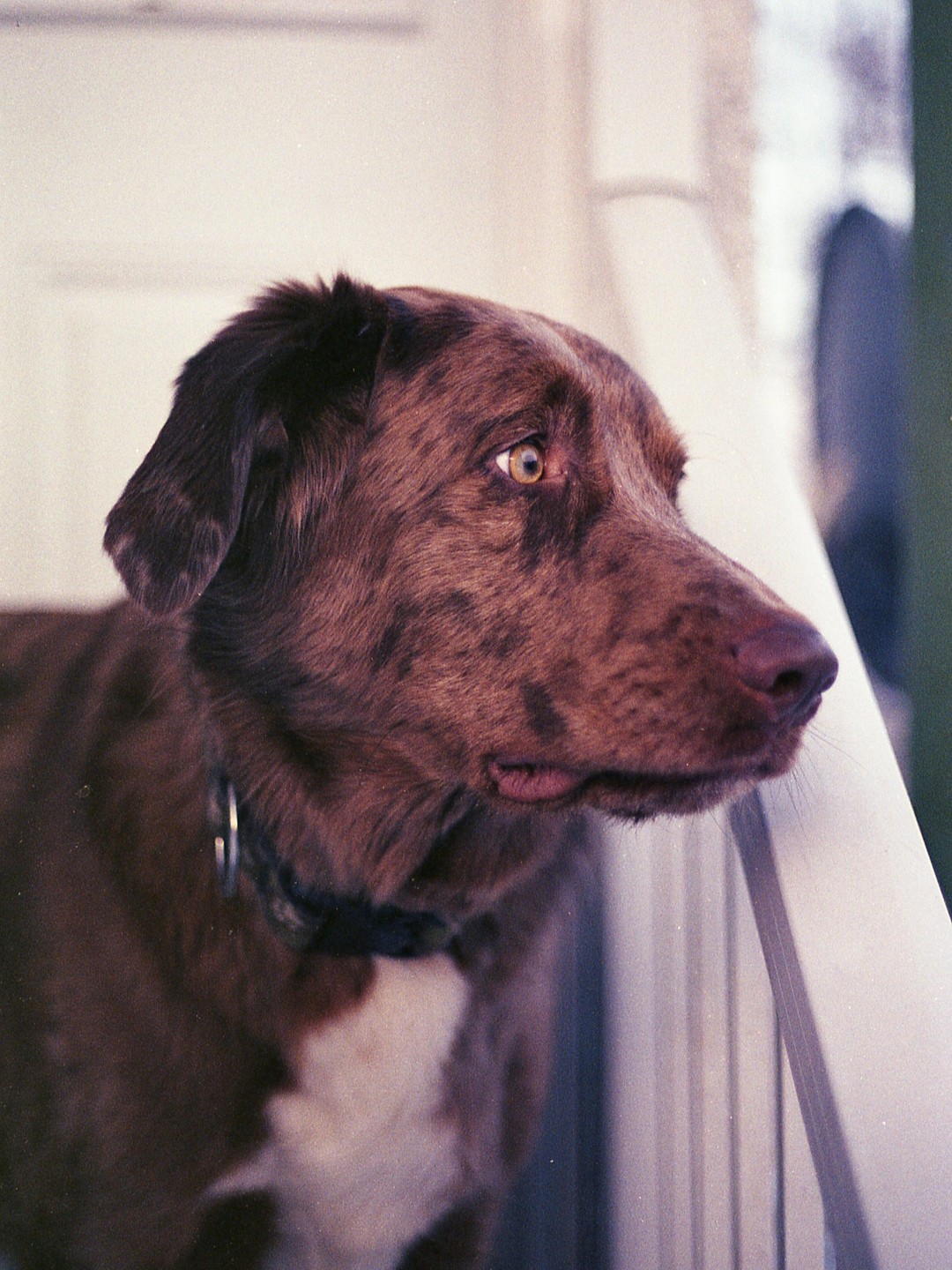 A brown merle dog with a white chest looks out to the right of the frame.