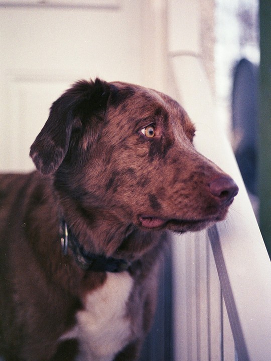 A brown merle dog with a white chest looks out to the right of the frame.