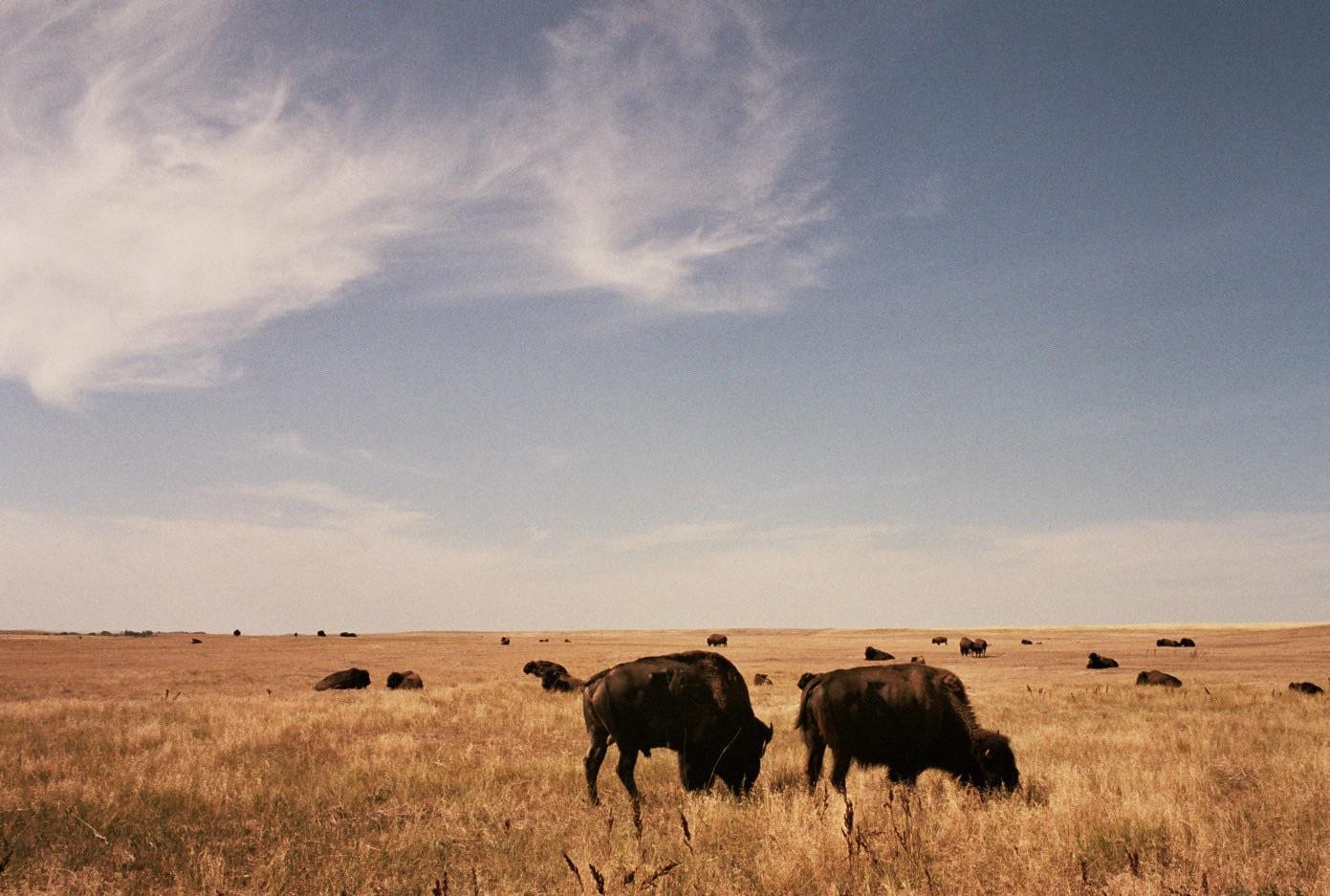 A herd of bison graze in a vast, dry grassland under a clear sky.