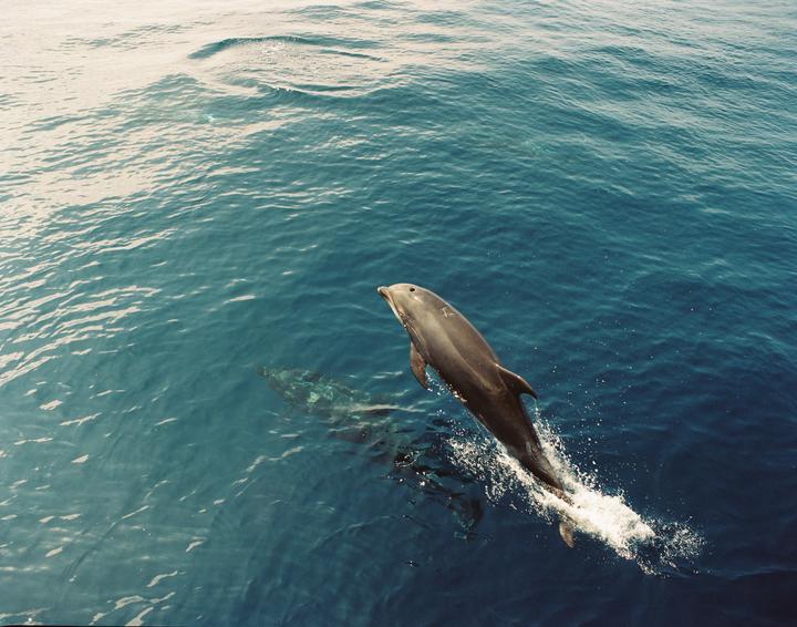 A dolphin leaps out of the water while another swims beneath the surface.