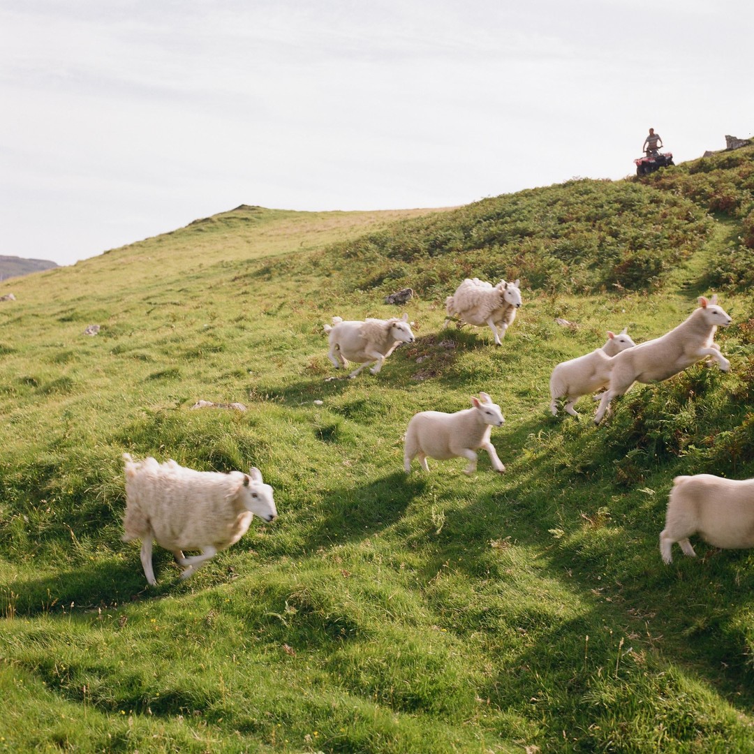 The Isle of Skye, Scotland, 2025, tagged animal