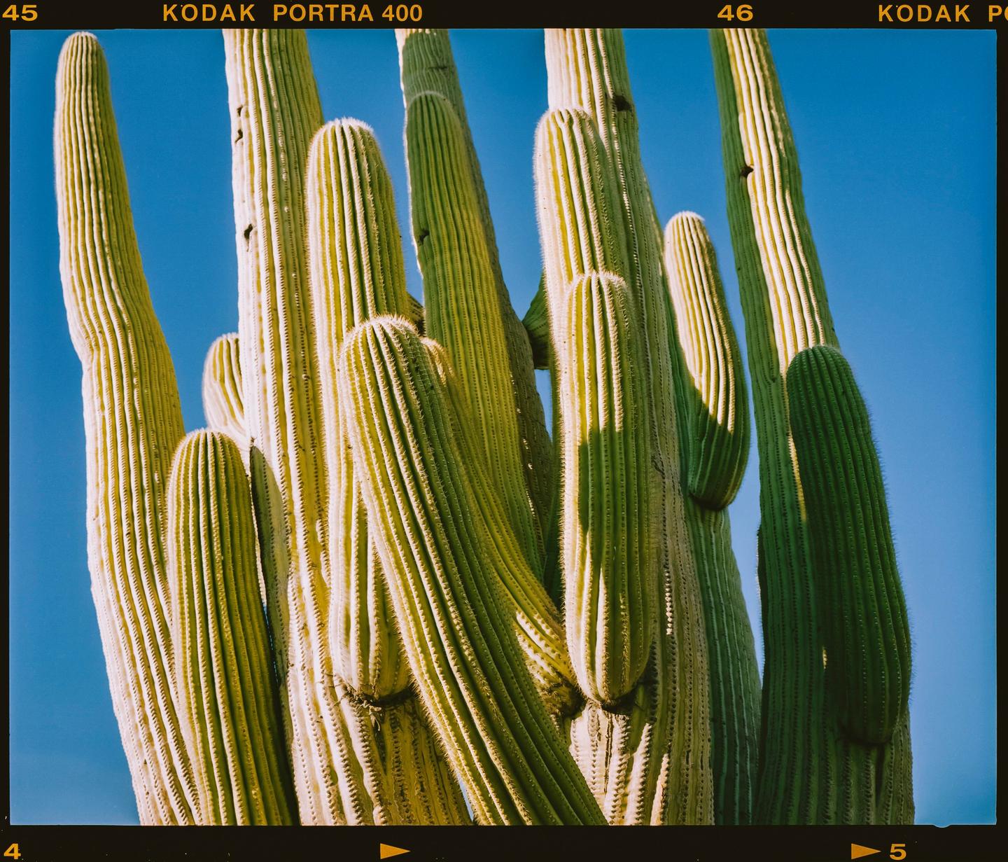 Several saguaro cacti stand tall against a clear blue sky.