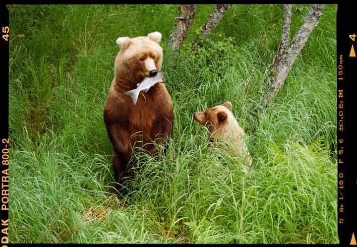 A large brown bear stands on its hind legs holding a fish in its mouth, while a smaller bear cub sits in tall green grass nearby.