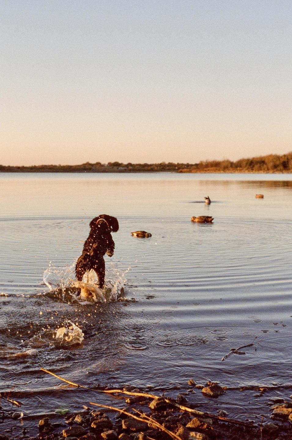 A dog splashes in a marsh with decoys floating in the water under a clear sky.