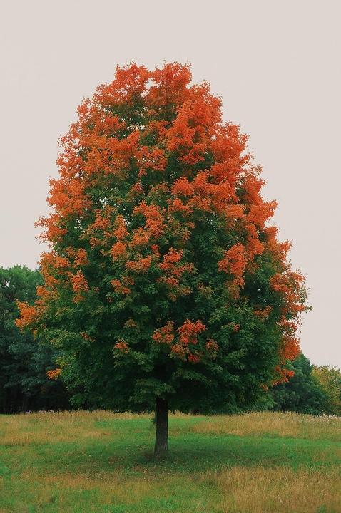 A single tree with green and orange foliage stands in a grassy field under a light sky.