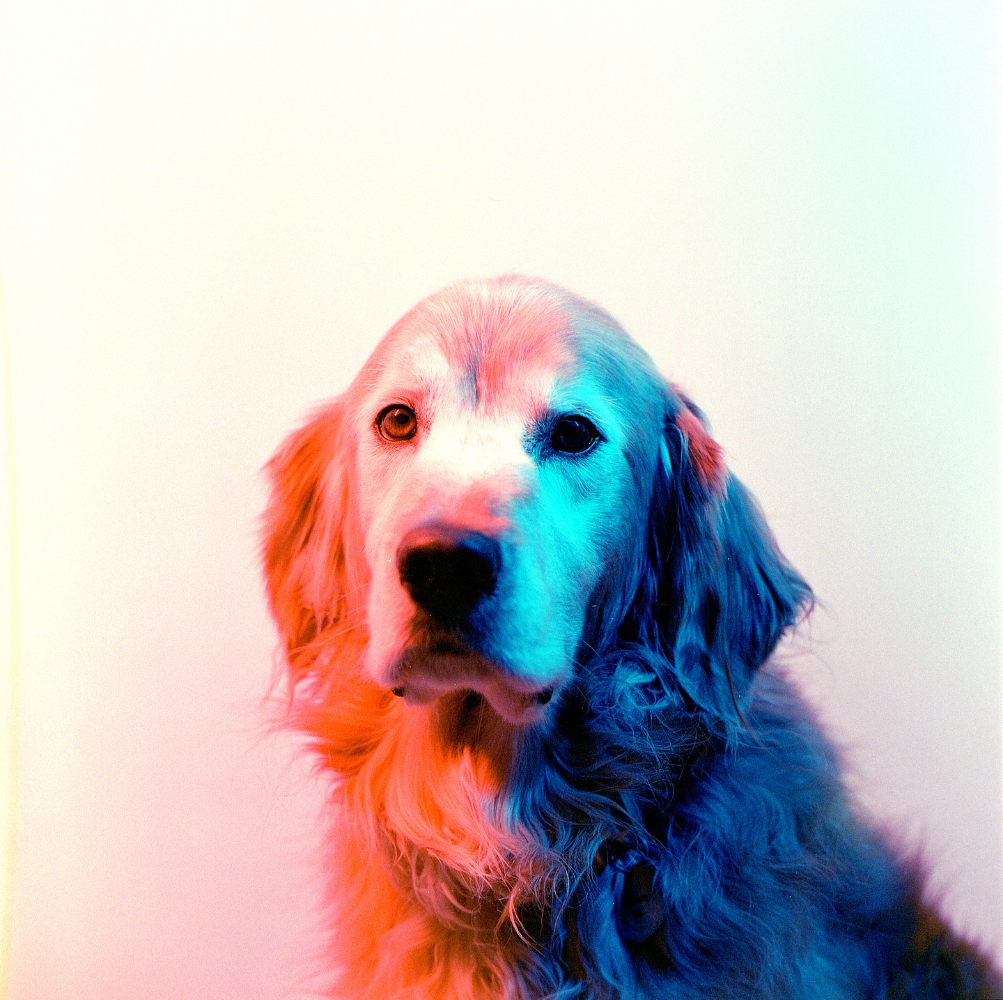A dog is illuminated by red and blue light.