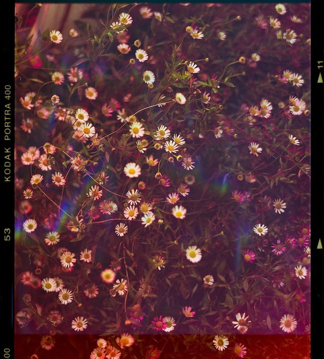 A field of small white and pink flowers is covered in a rainbow light leak.