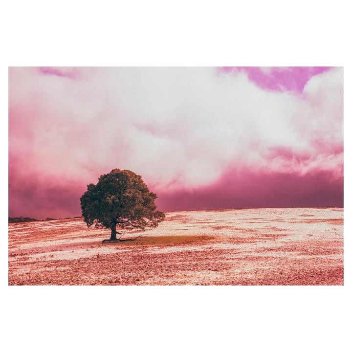 A lone tree stands in a field under a dramatic pink and purple sky.