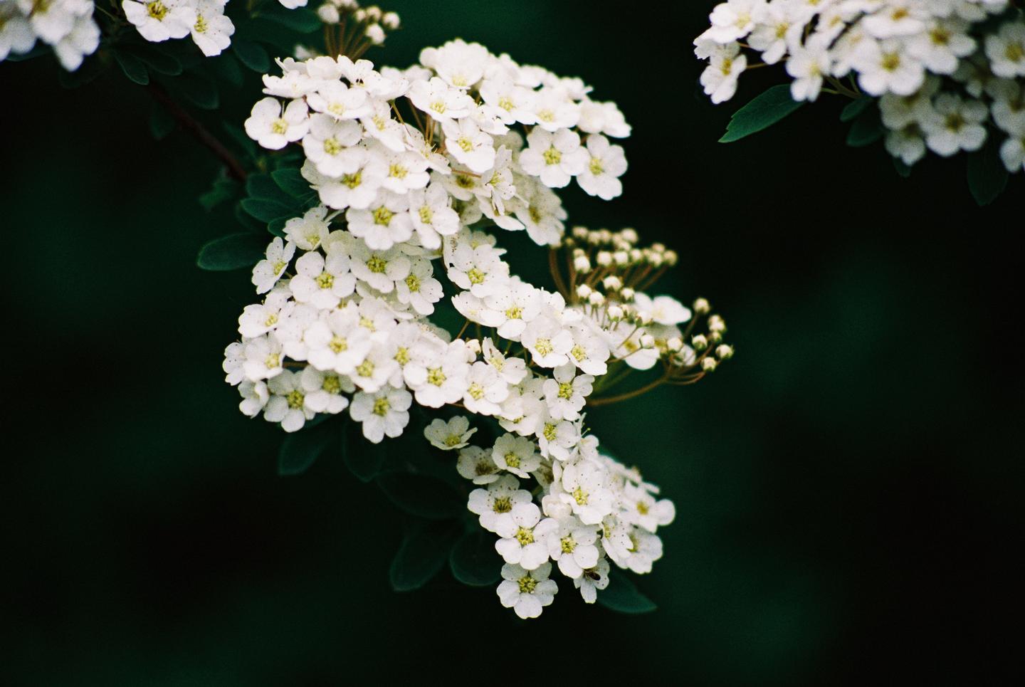 A cluster of small white flowers with yellow centers and green leaves is visible against a dark background.
