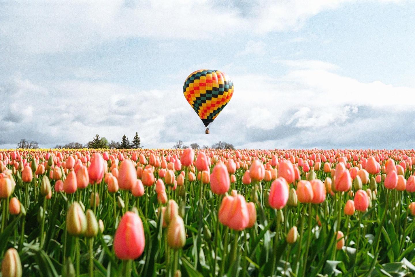 A colorful hot air balloon floats above a vast field of pink tulips under a cloudy sky.