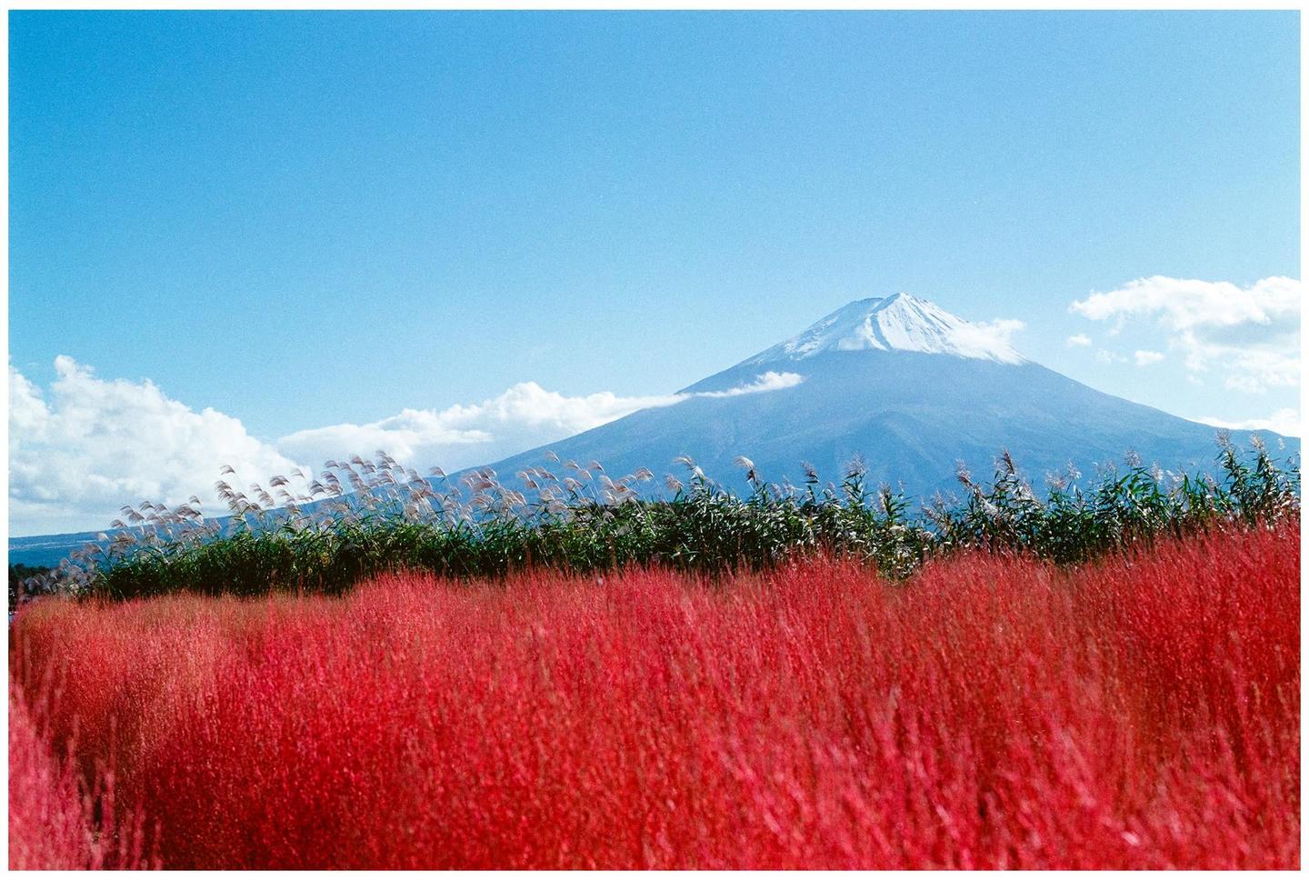 A snow-capped mountain rises above a field of red kochia plants and green foliage under a blue sky with white clouds.