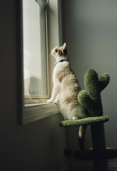 A cat sits on a green cat tree looking out a window.