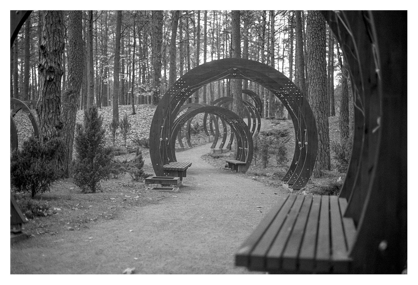 A path through a forest is lined with a series of curved wooden benches that form arches.