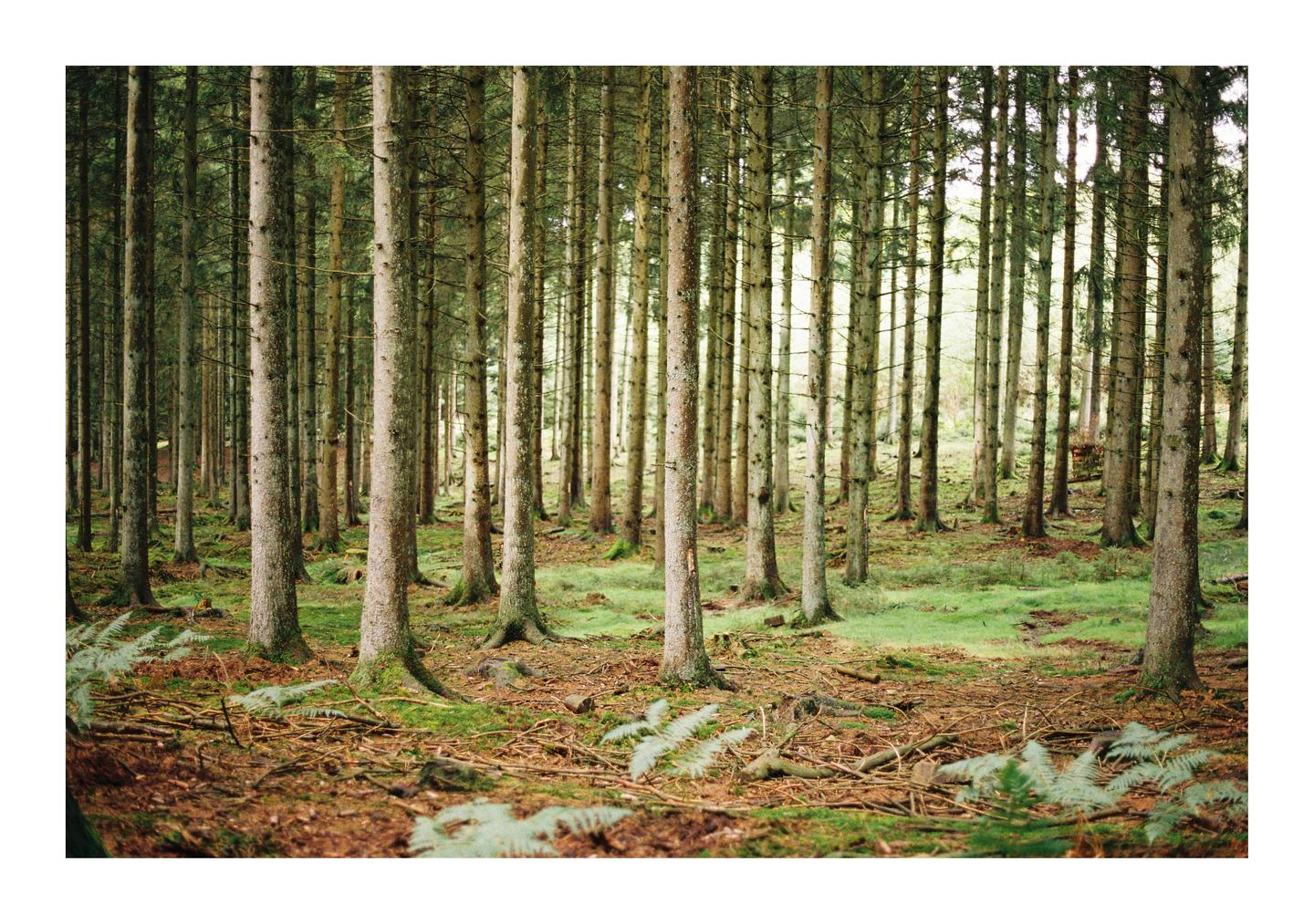 A dense forest of tall, slender trees with green undergrowth and ferns covers the ground.