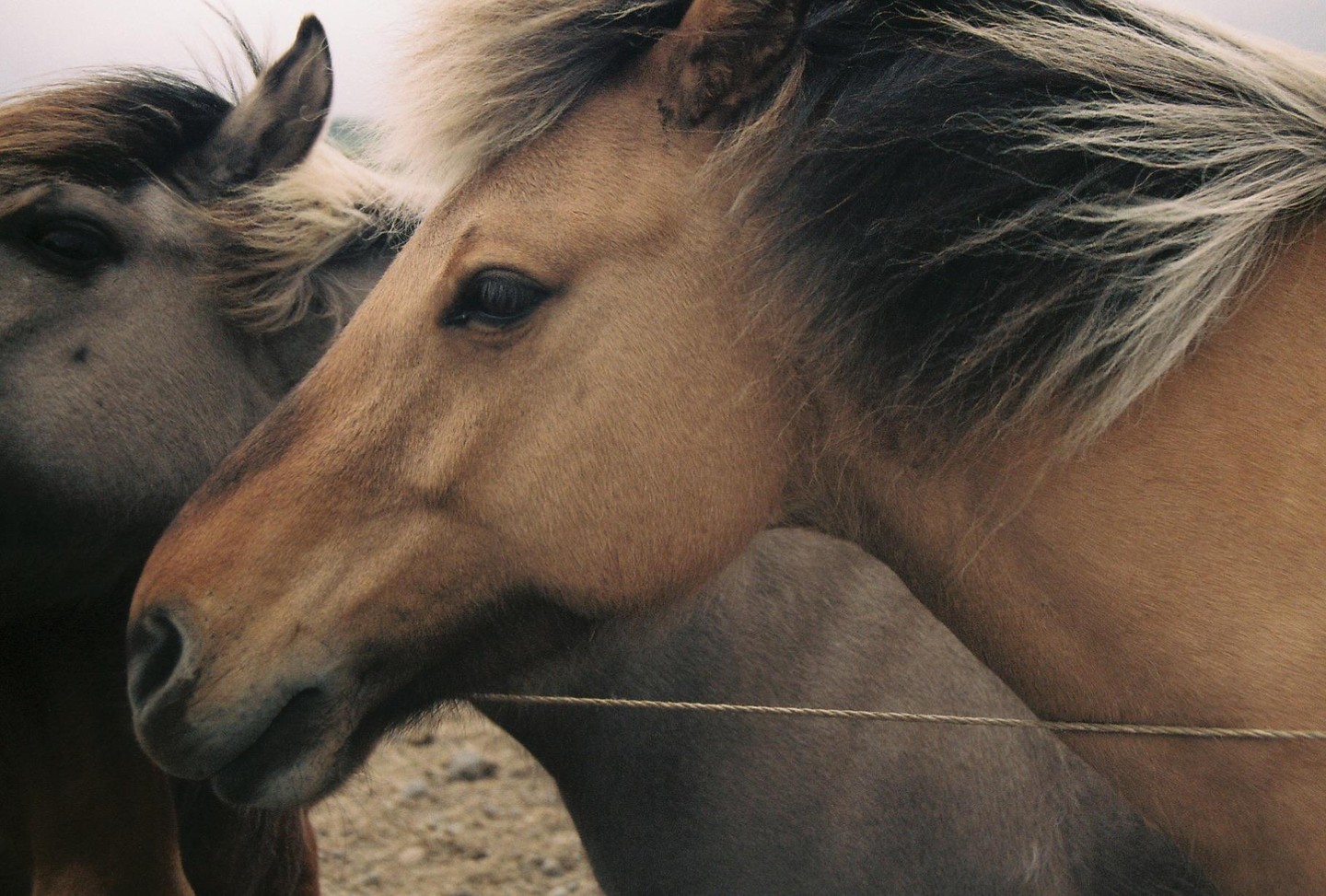 Two horses with long manes stand close together, with a rope visible in the foreground.