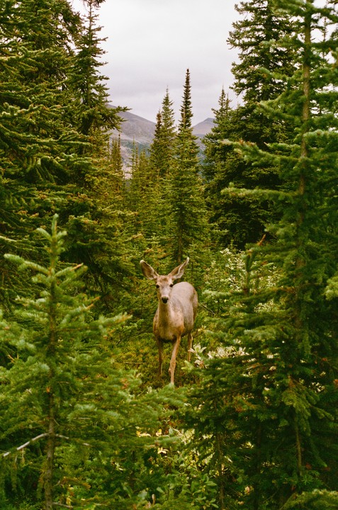 A deer stands in a dense forest with mountains in the background.
