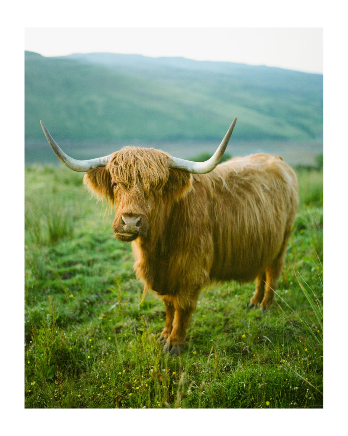 A highland cow stands in a grassy field with mountains in the background.