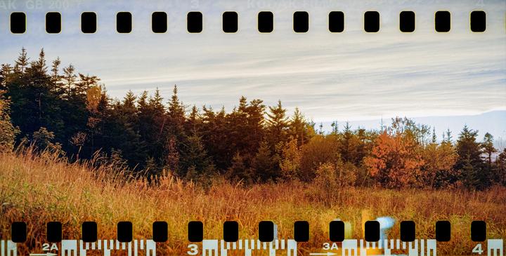 A forest with autumn foliage is visible behind a field of tall grass under a cloudy sky.