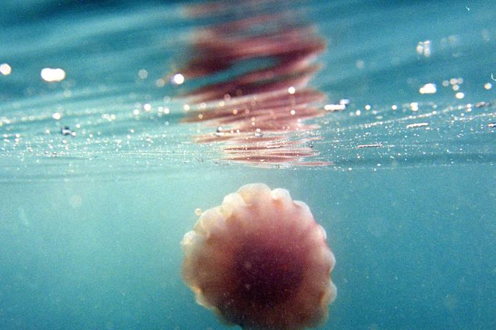 A jellyfish is visible underwater with the surface of the water and reflections above it.