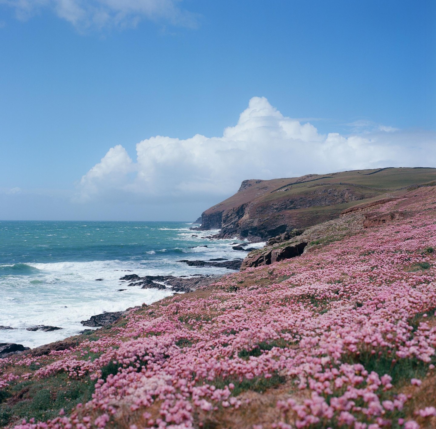 A field of pink flowers covers a hill overlooking a rocky coastline with waves crashing against the shore under a blue sky with white clouds.