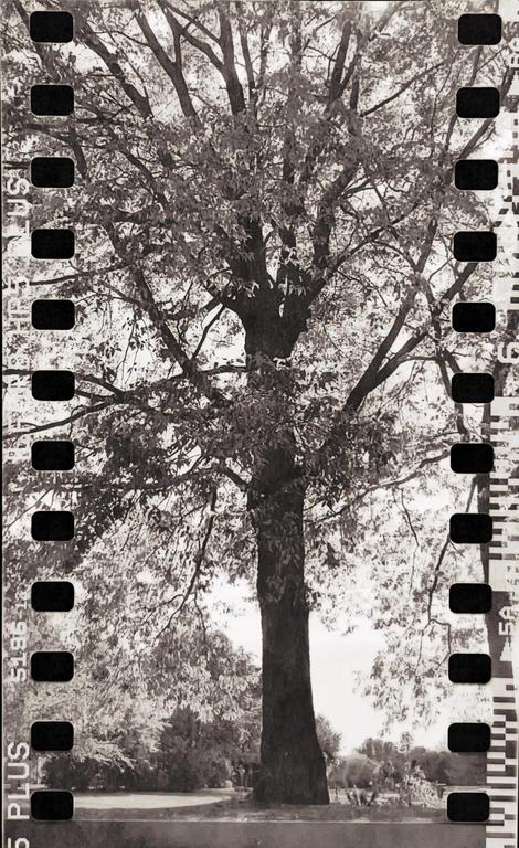 A large tree with many leaves stands in a park-like setting, with film borders visible on both sides of the image.