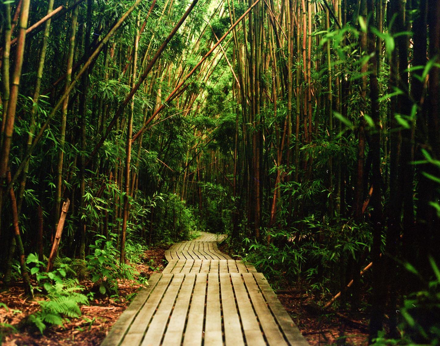 A wooden boardwalk curves through a dense bamboo forest.