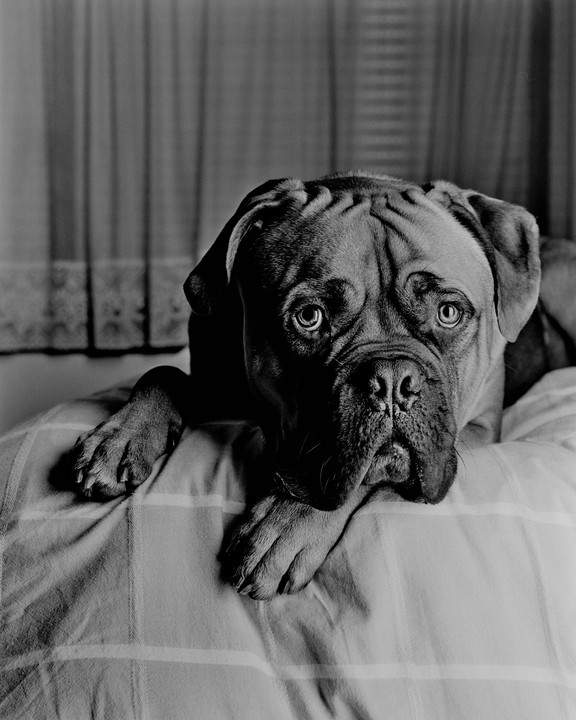 A dog with wrinkled skin on its head lies on a striped bedspread.