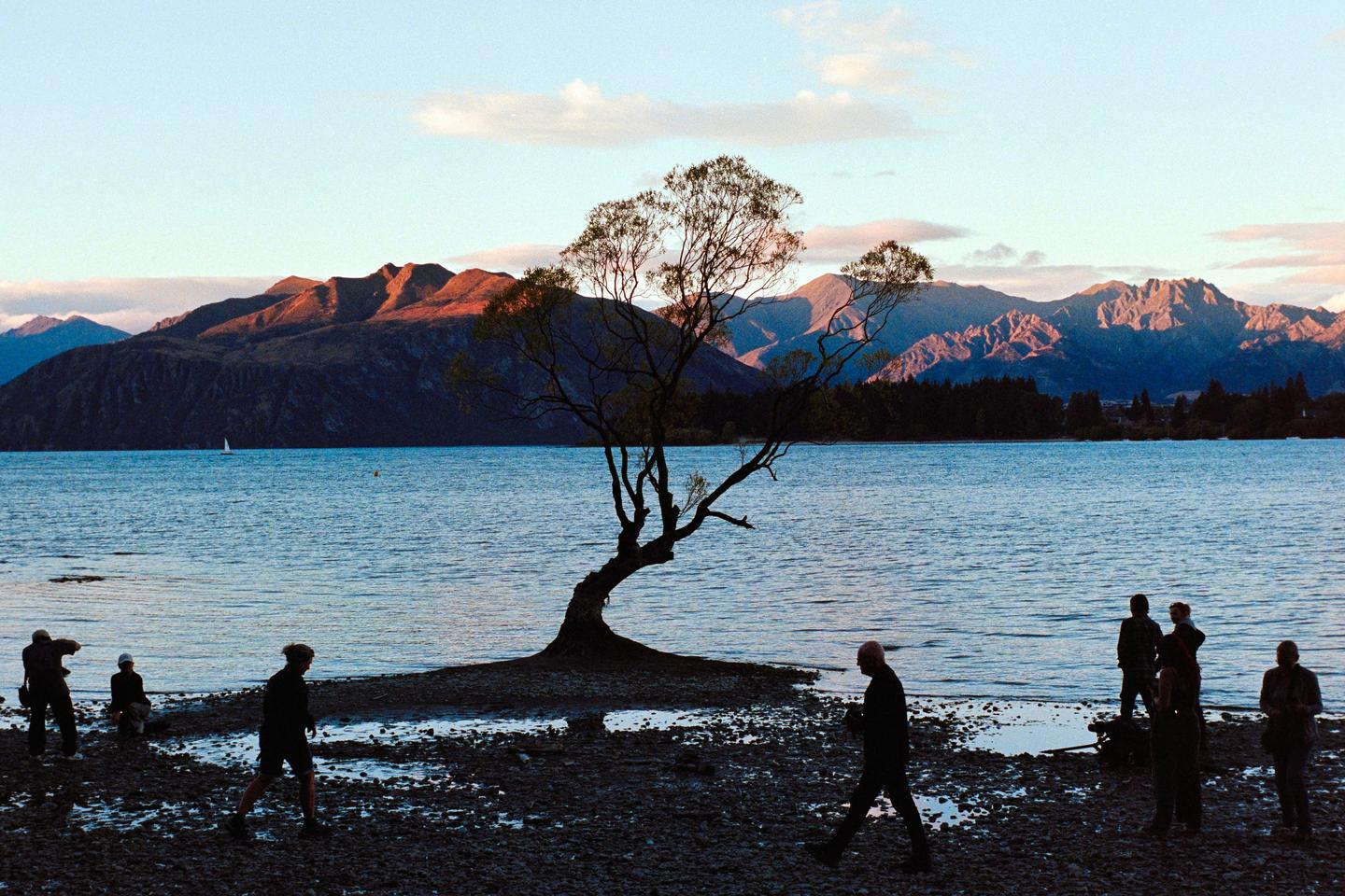 A lone tree stands in a lake with mountains in the background and people on the shore.