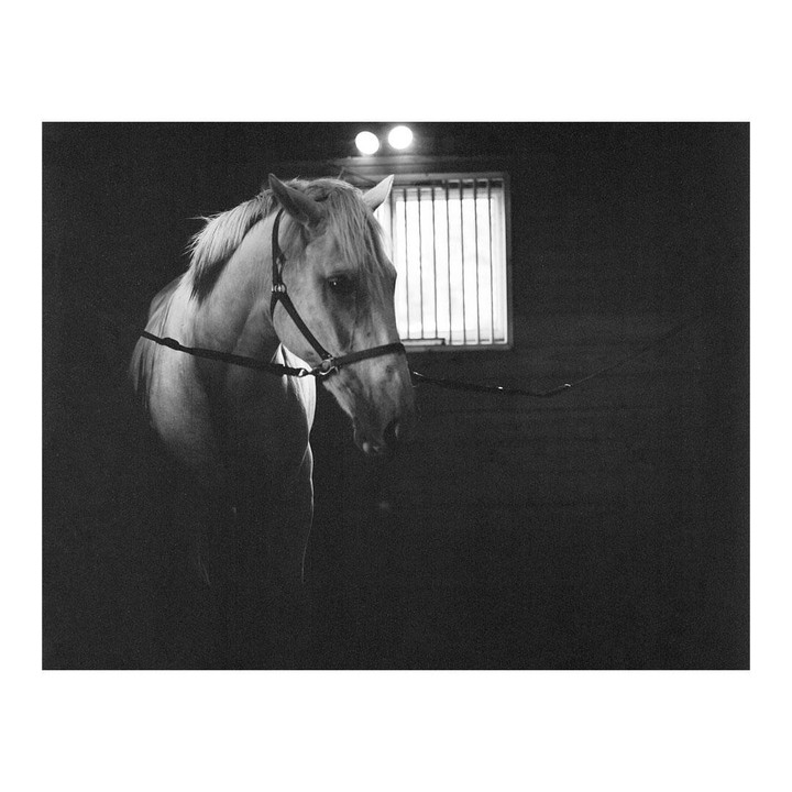 A horse stands in a dark stable with a barred window and two lights visible in the background.