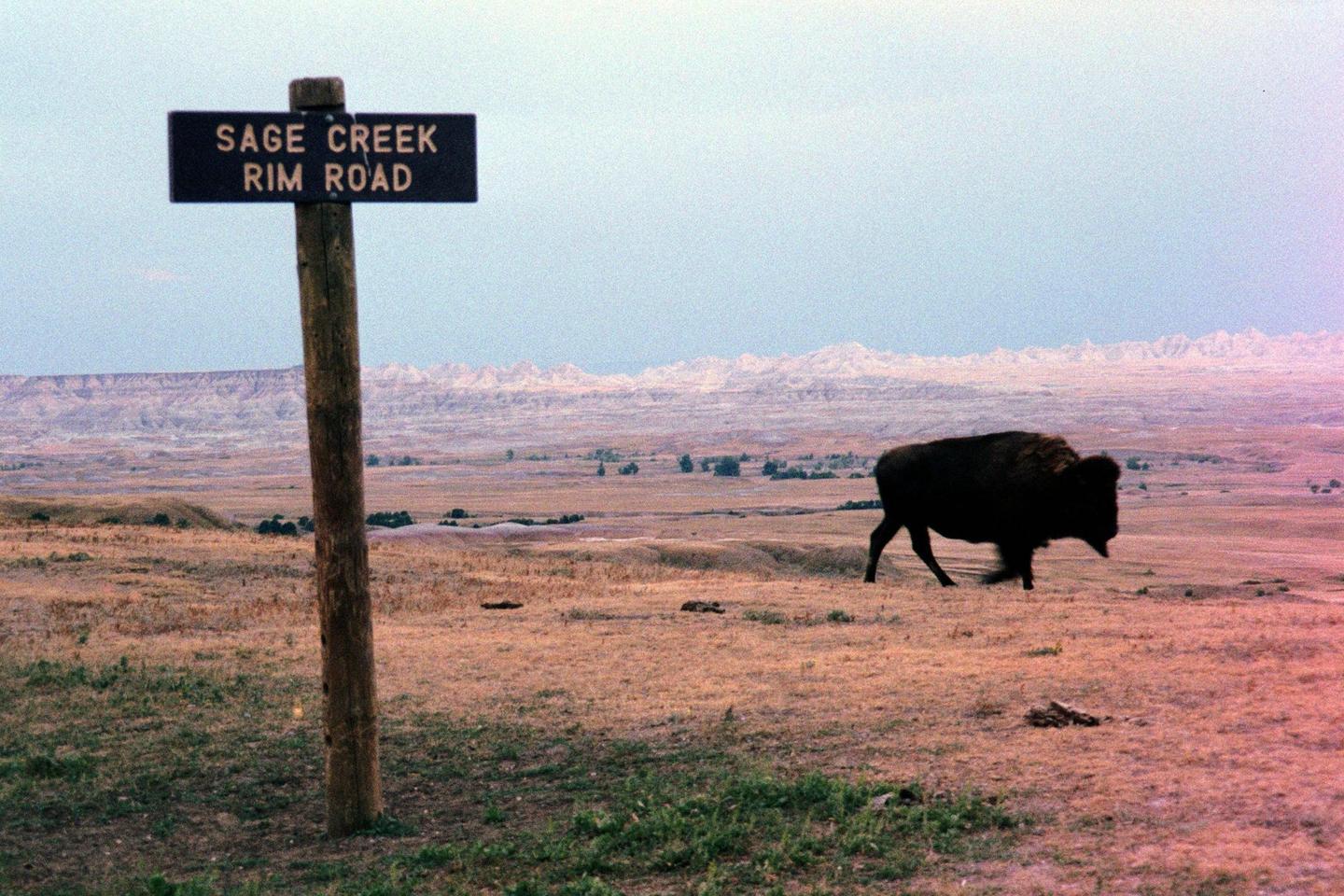 A bison walks across a dry, grassy landscape with a sign for Sage Creek Rim Road in the foreground and mountains in the distance.