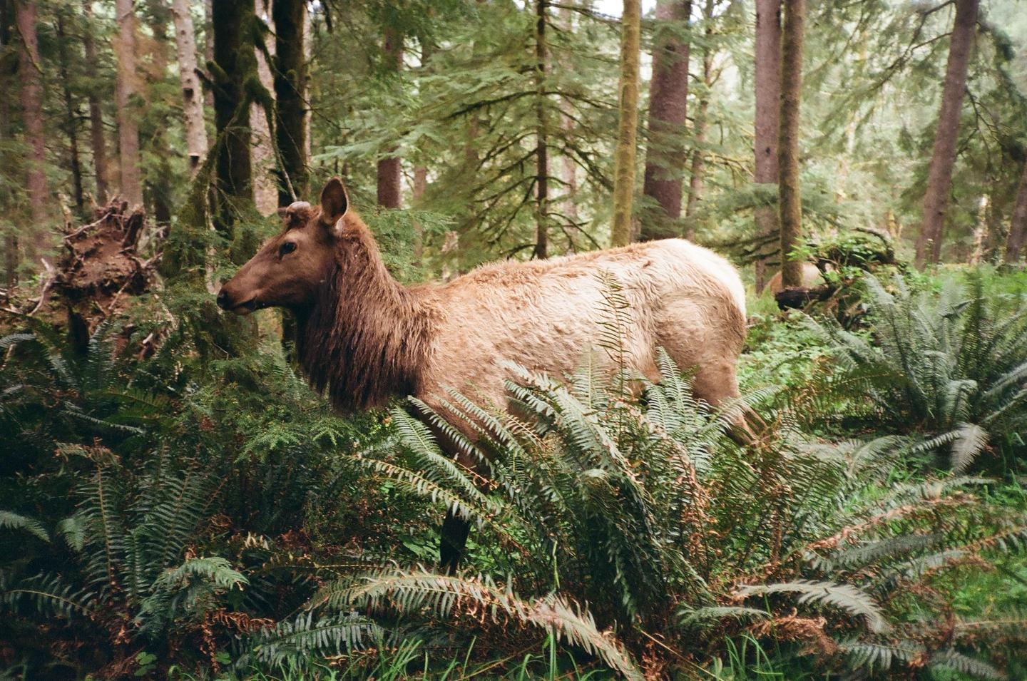 An elk stands among ferns and trees in a forest.