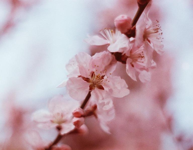 A branch of cherry blossoms with pink petals and buds is shown against a soft, light background.