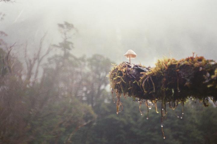 A small mushroom grows on a mossy branch with water droplets hanging from it, set against a hazy forest background.