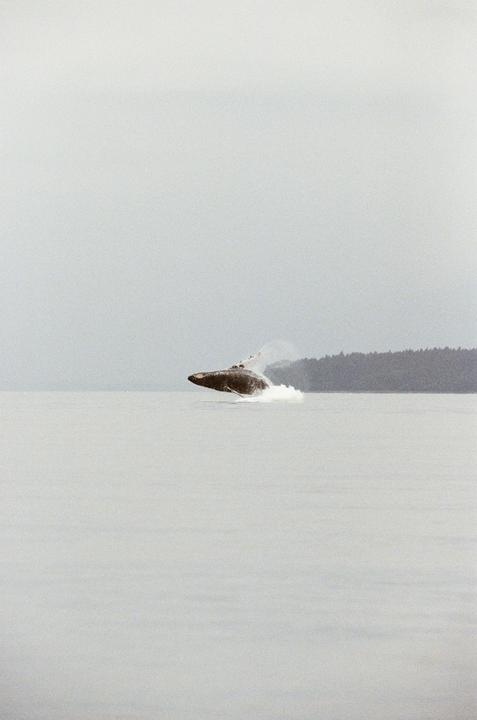 A whale breaches the surface of the water with a forested shoreline in the distance.