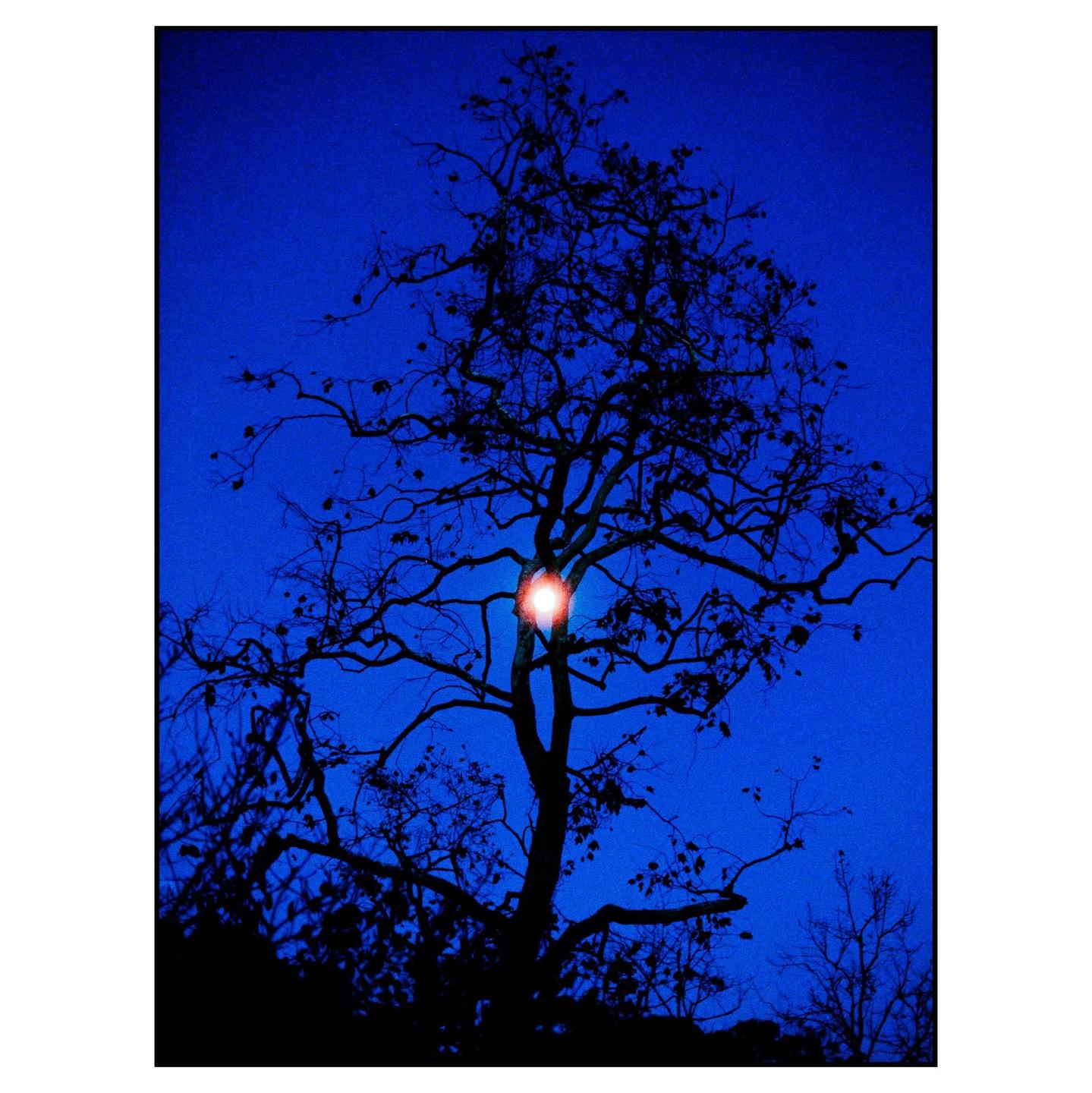 A silhouetted tree with a bright red light in its branches stands against a deep blue sky.