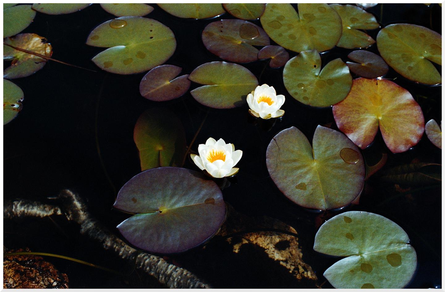 Two white water lilies float among lily pads on dark water.