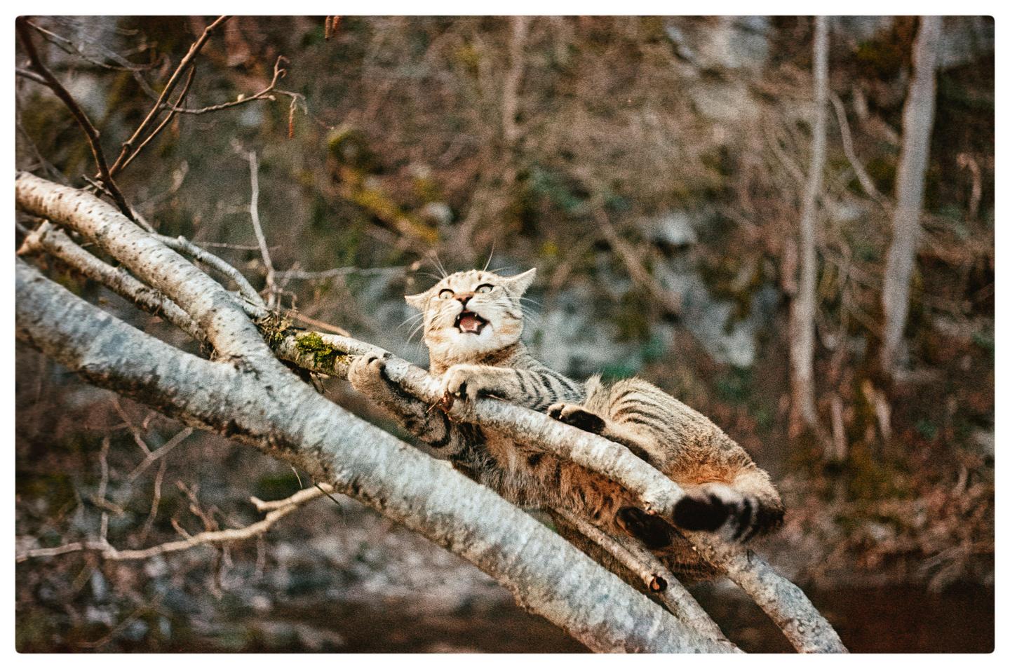 A tabby cat with an open mouth and wide eyes is clinging to a tree branch.