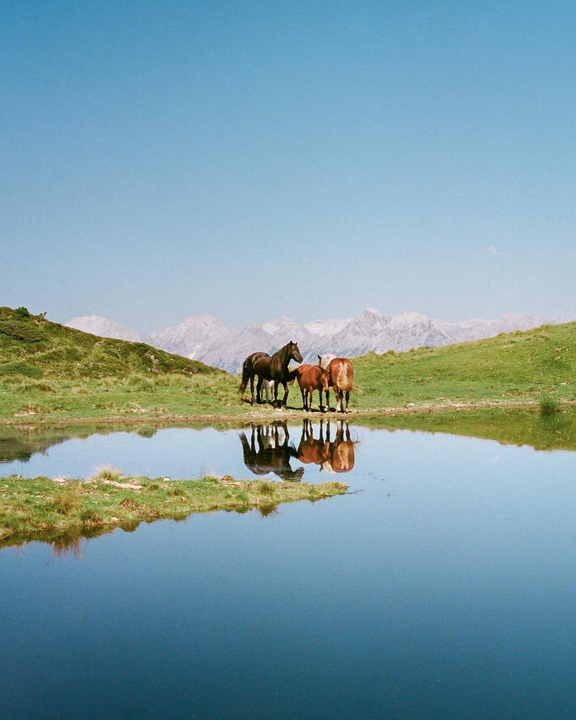 Three horses stand at the edge of a still lake, reflecting their forms on the water, with green hills and snow-capped mountains in the background under a clear sky.