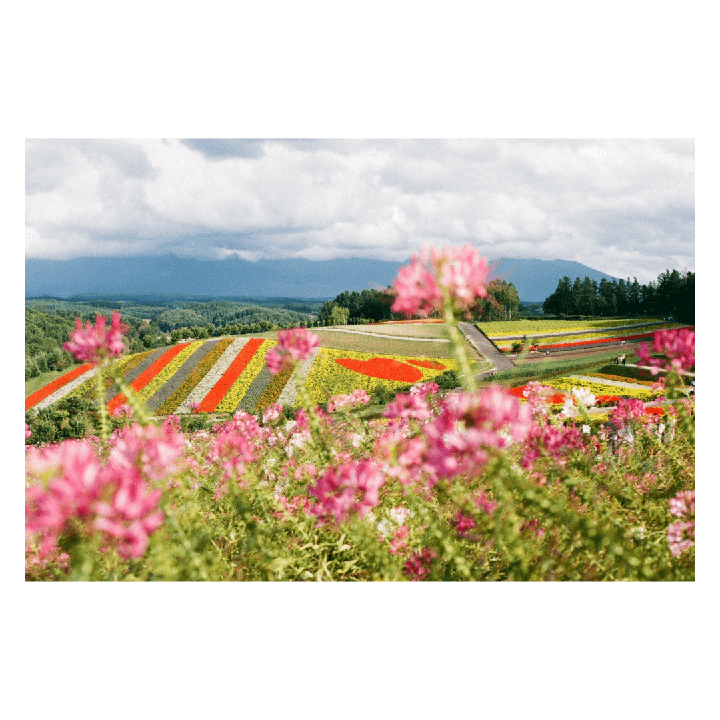 A vibrant field of striped flowers stretches across a hillside under a cloudy sky, with pink flowers in the foreground.