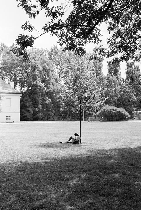A person sits on the grass in the shade of a small tree in a park with a building and graffiti in the background.