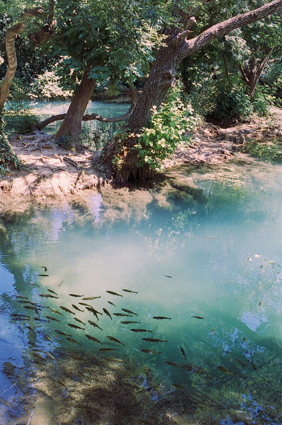 A school of fish swims in clear blue water next to a tree-lined bank.
