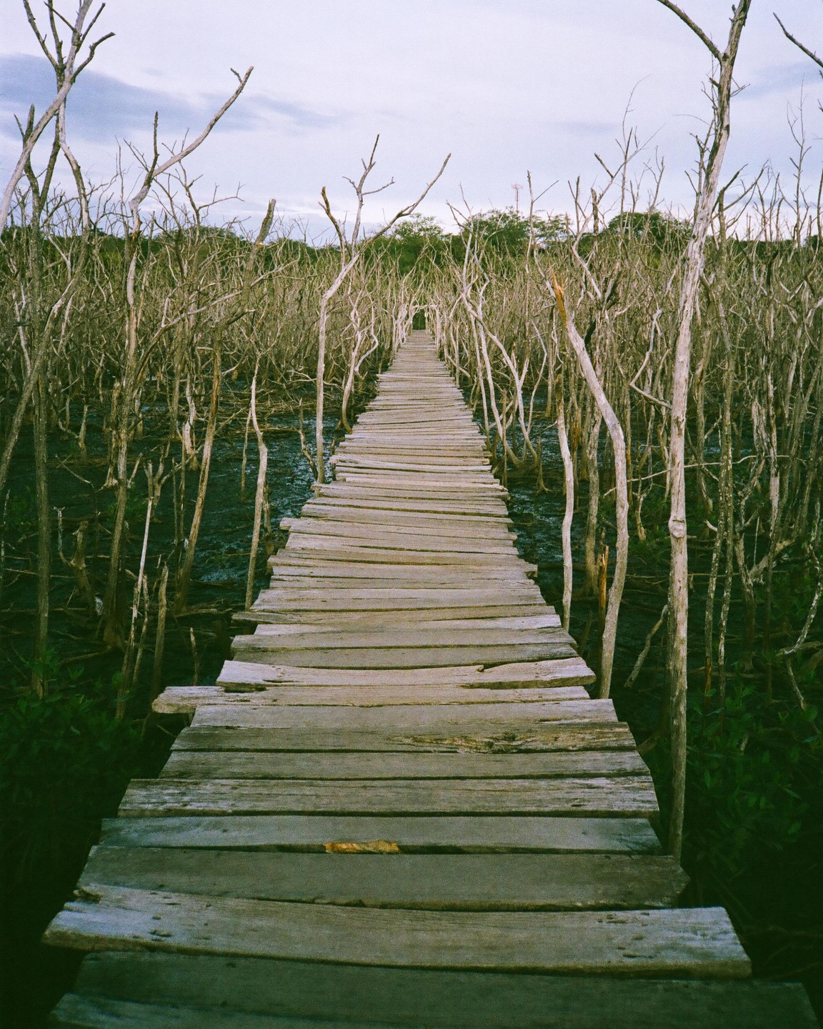 A wooden boardwalk extends through a dense forest of bare trees with dark water below.