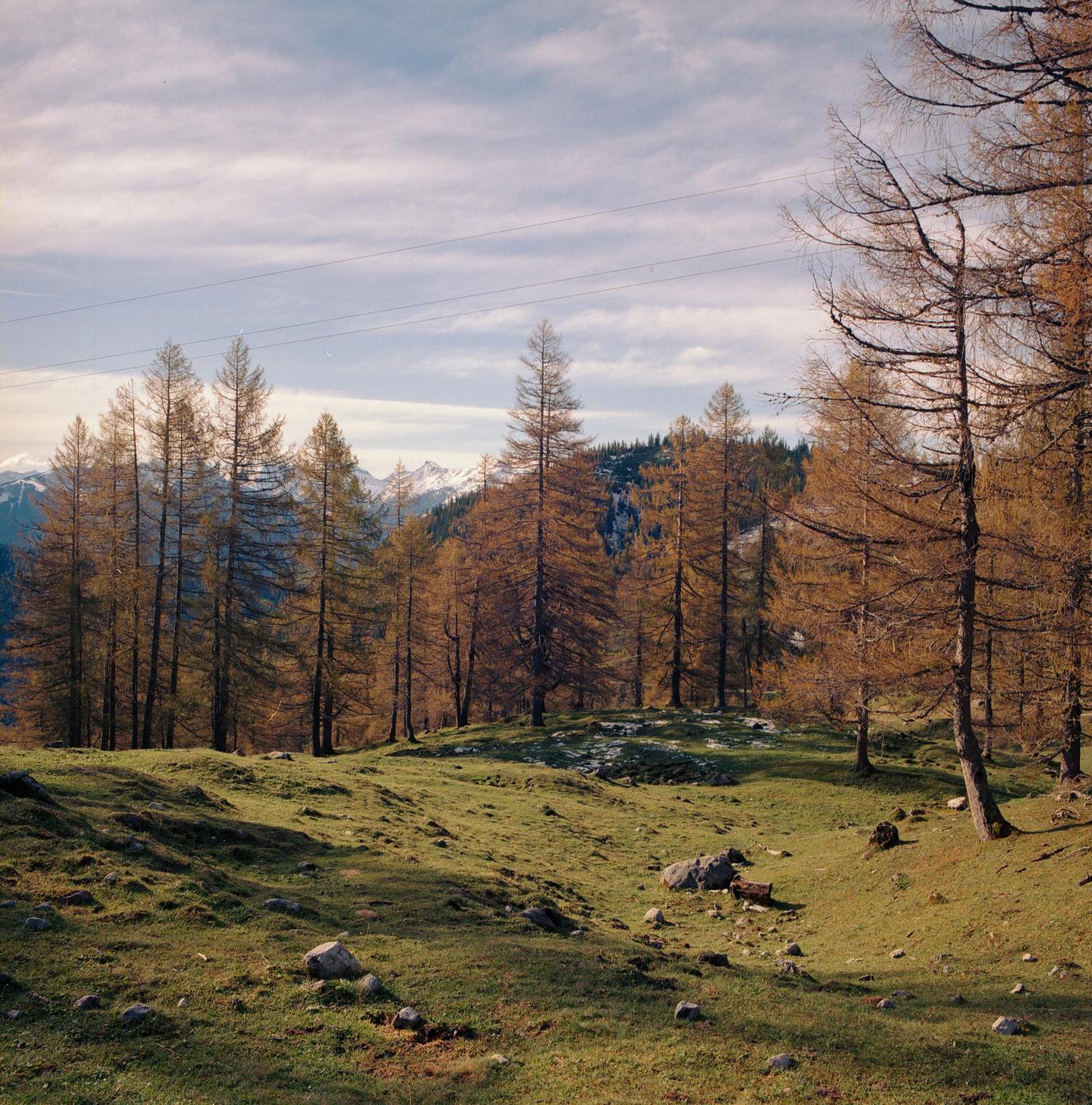 A grassy hillside with scattered rocks leads to a forest of tall, thin trees with golden foliage, with snow-capped mountains visible in the distance under a cloudy sky.