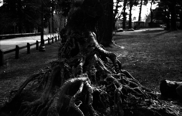 A large tree with exposed roots sits next to a road with a wooden fence.