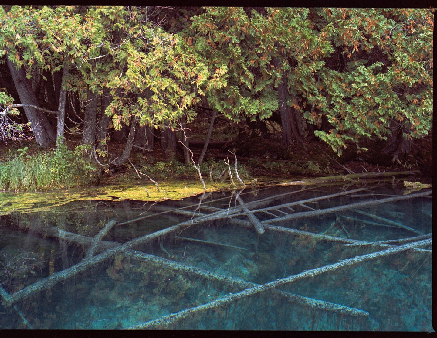 Trees grow on the bank of a clear lake with submerged logs.