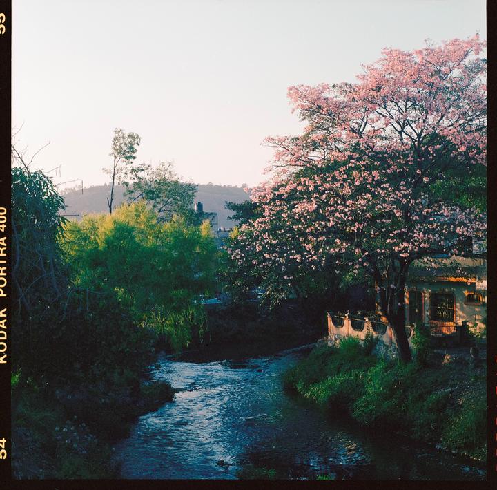A river flows through a lush landscape with a blooming pink tree and a building on its bank.